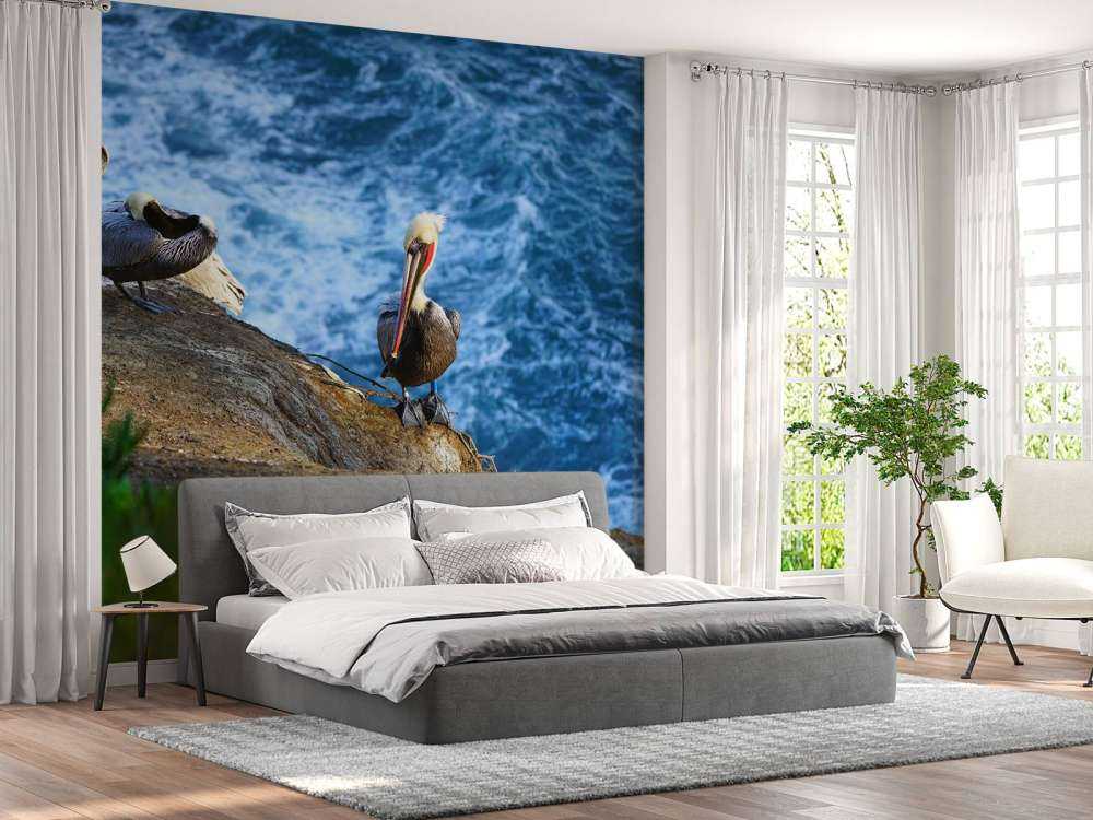 California pelicans