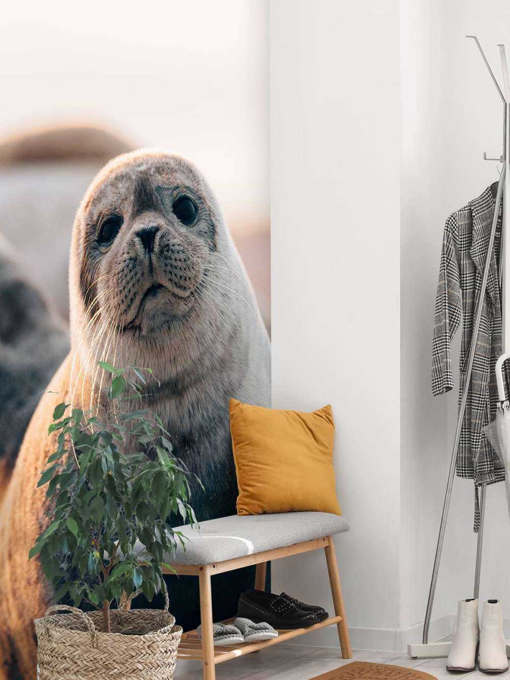 Seal on beach in evening light