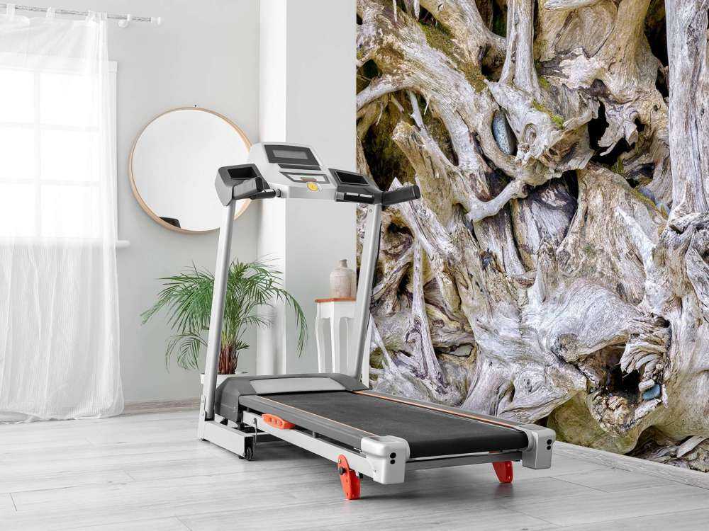Tree roots 