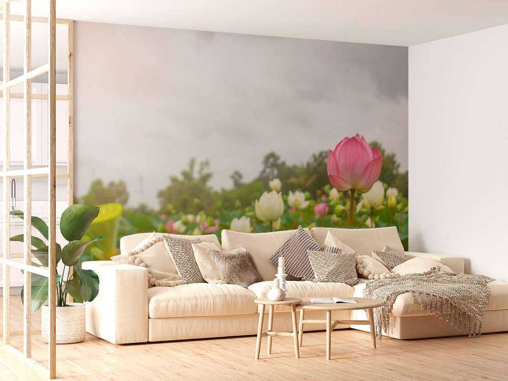 Pink and white lotus flowers