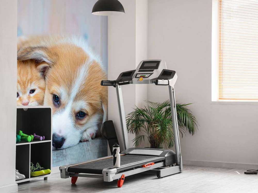 Cat wallpaper. Picture of a kitten and puppy.