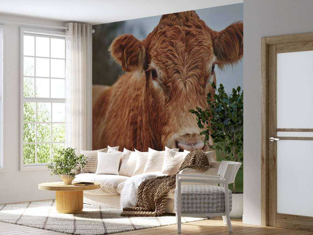 Portrait of a cow