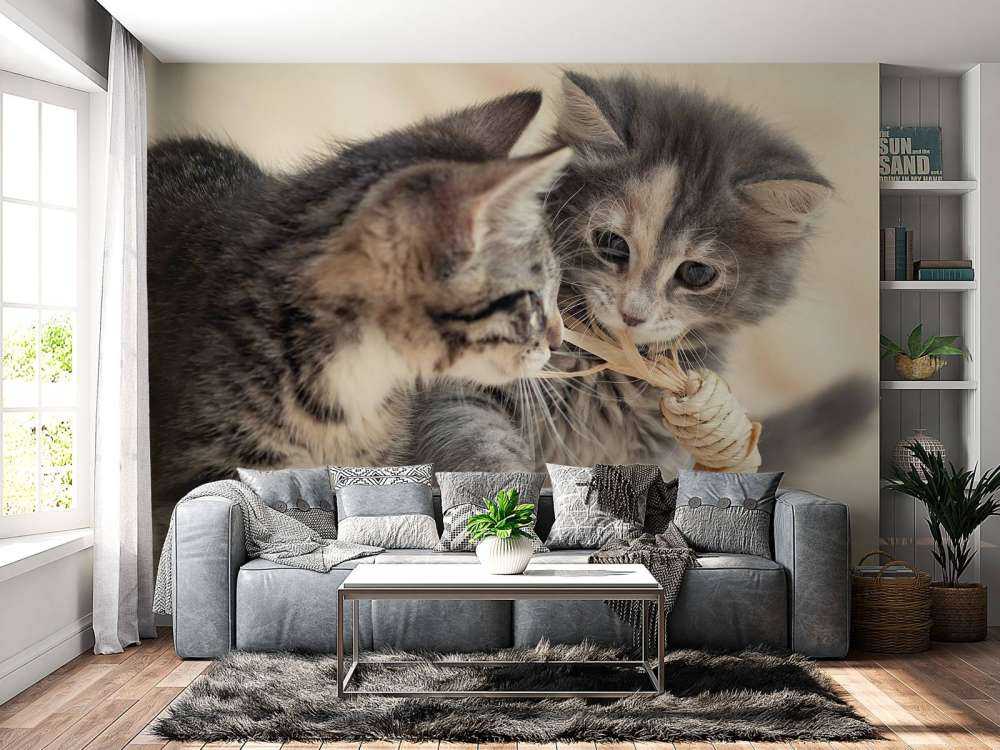 Playing kittens