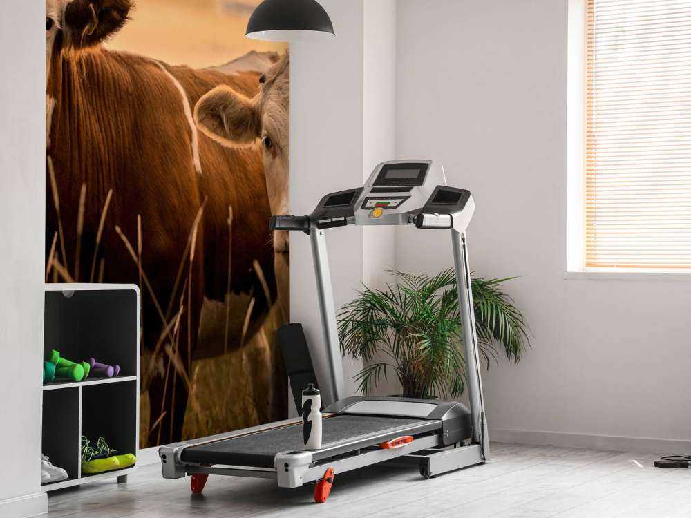 Cows in the evening sun