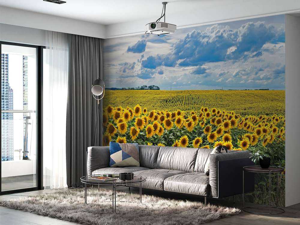 Meadow full of sunflowers