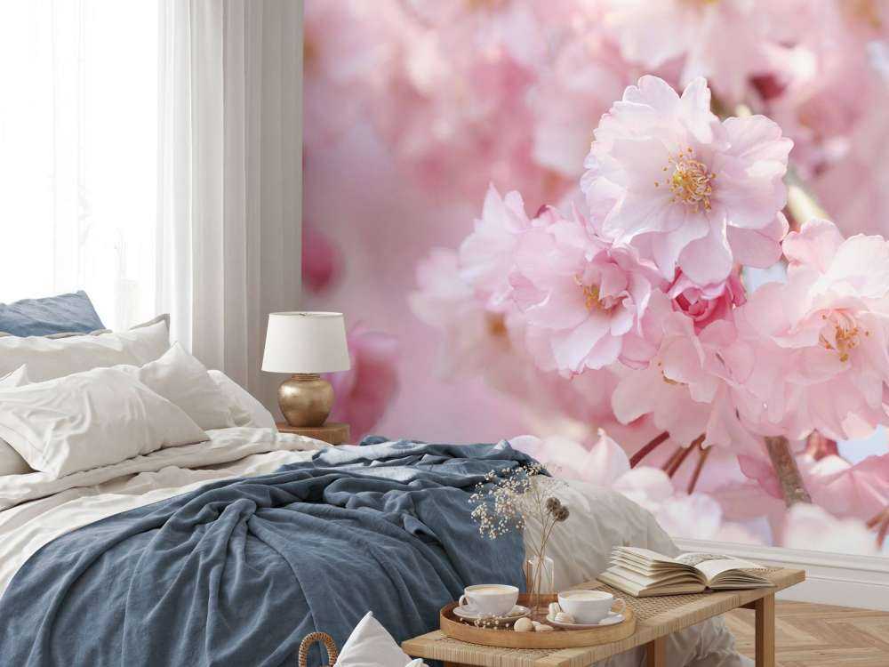 Close-up pink blossoms