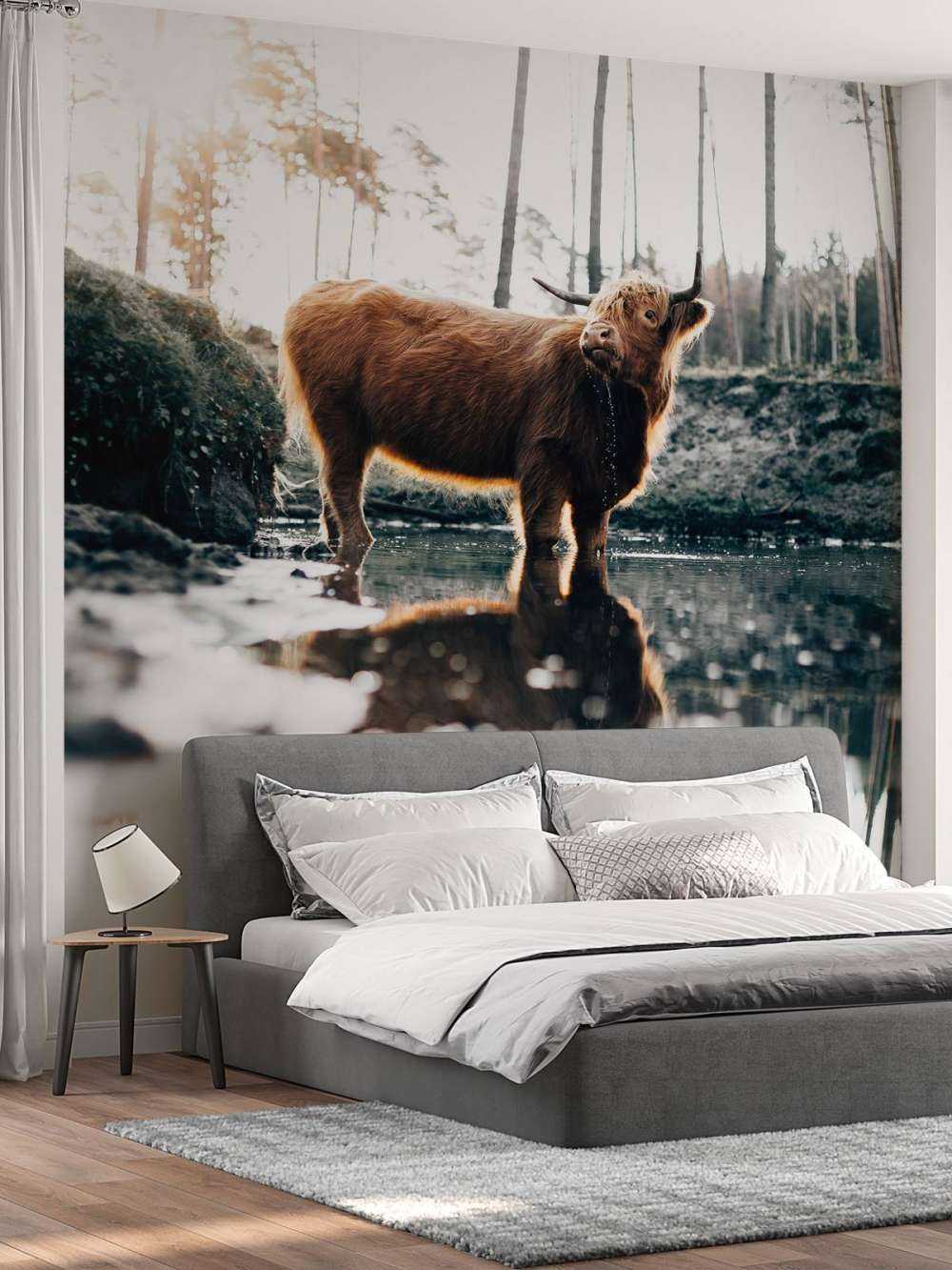 Scottish Highlander in the water