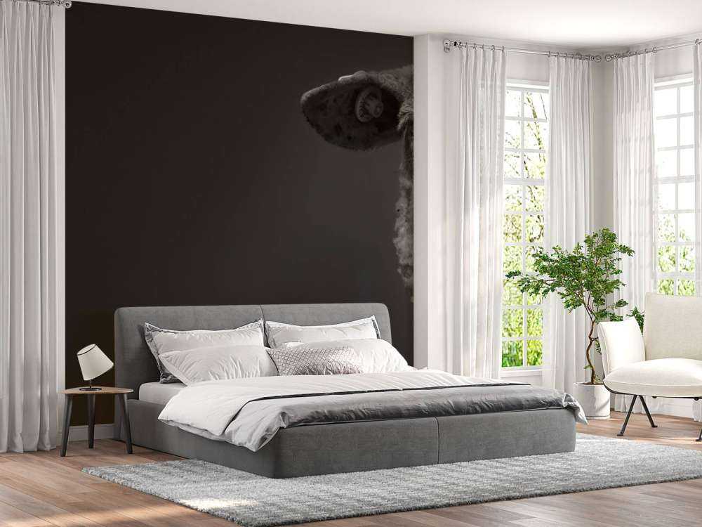 Close-up sheep black and white