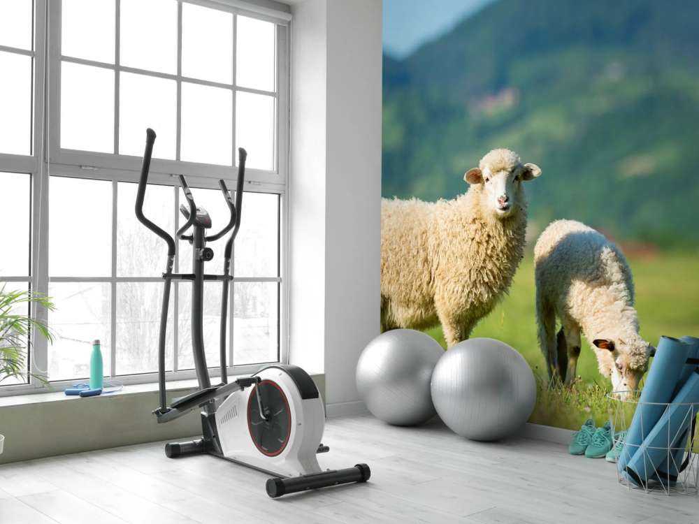 Two sheep in the meadow