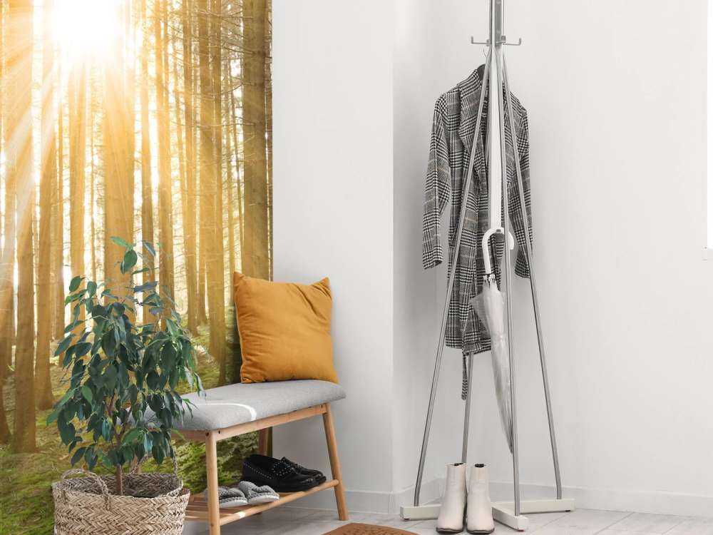 Pine forest with sunshine