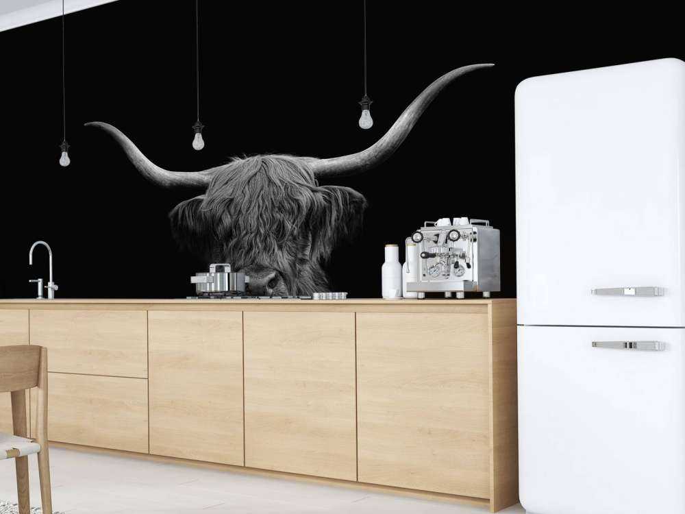 Black and white Scottish Highlander
