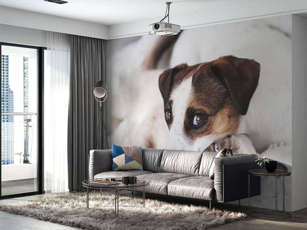 Dog and cat