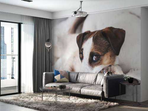 Dog and cat