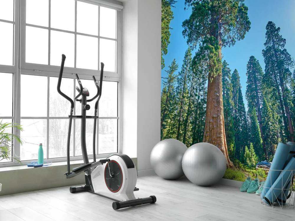 Sequoia trees