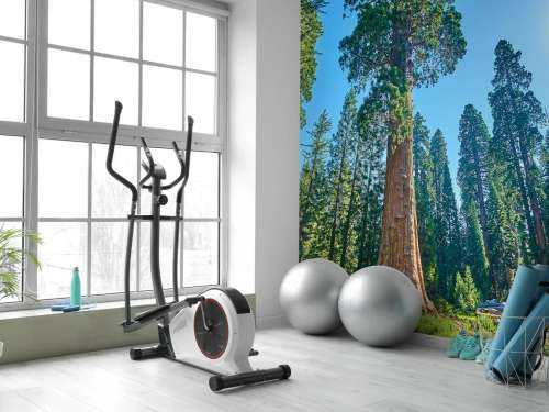 Sequoia trees