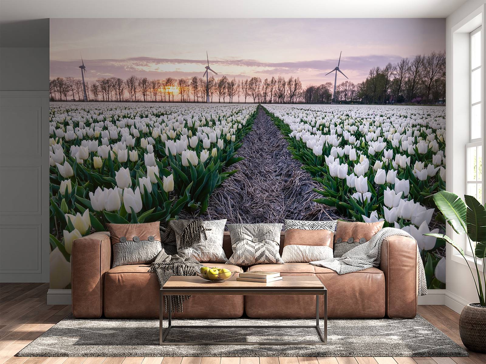 White tulip field