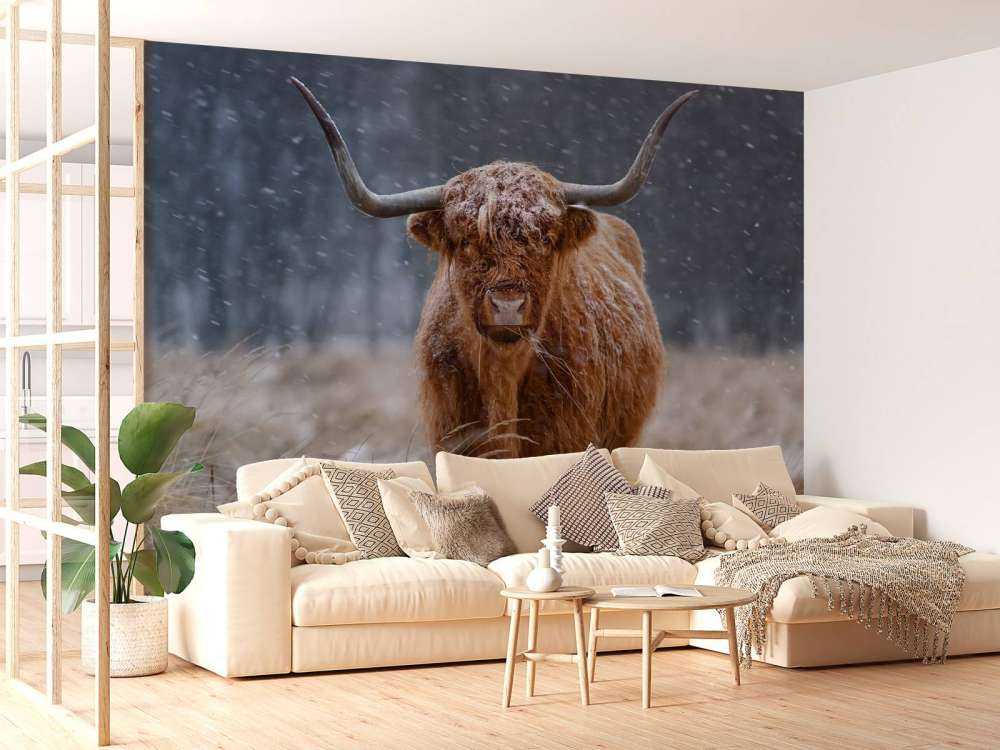 Snowy Highland Cow - Popular Poster - Photowall