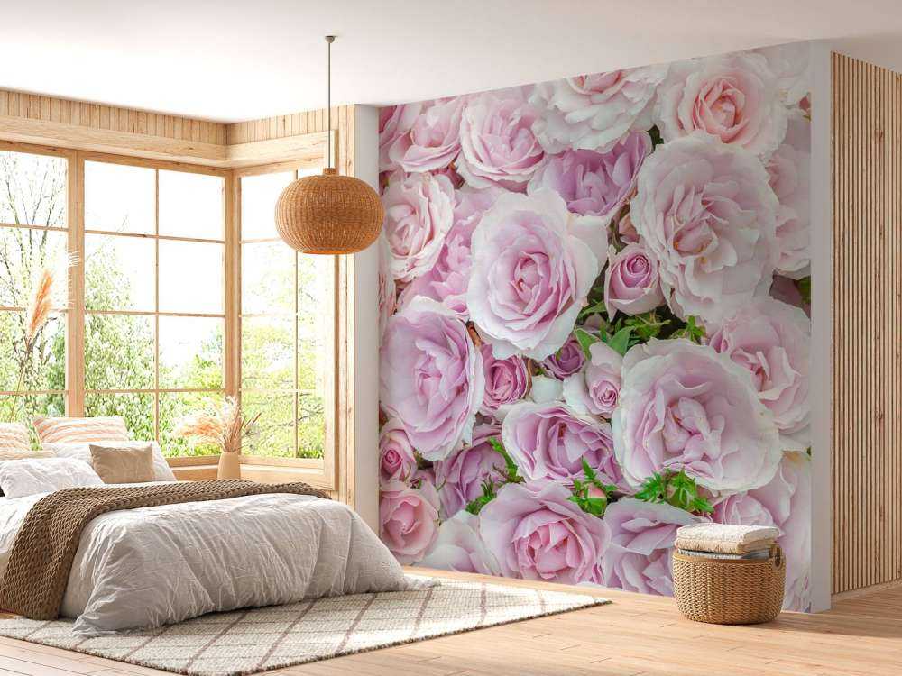 Colorful white and pink roses