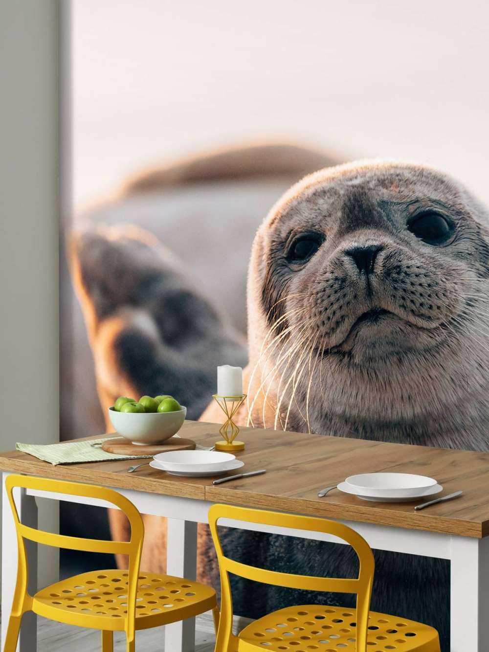 Seal on beach in evening light