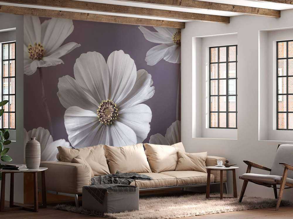 Cosmos flowers
