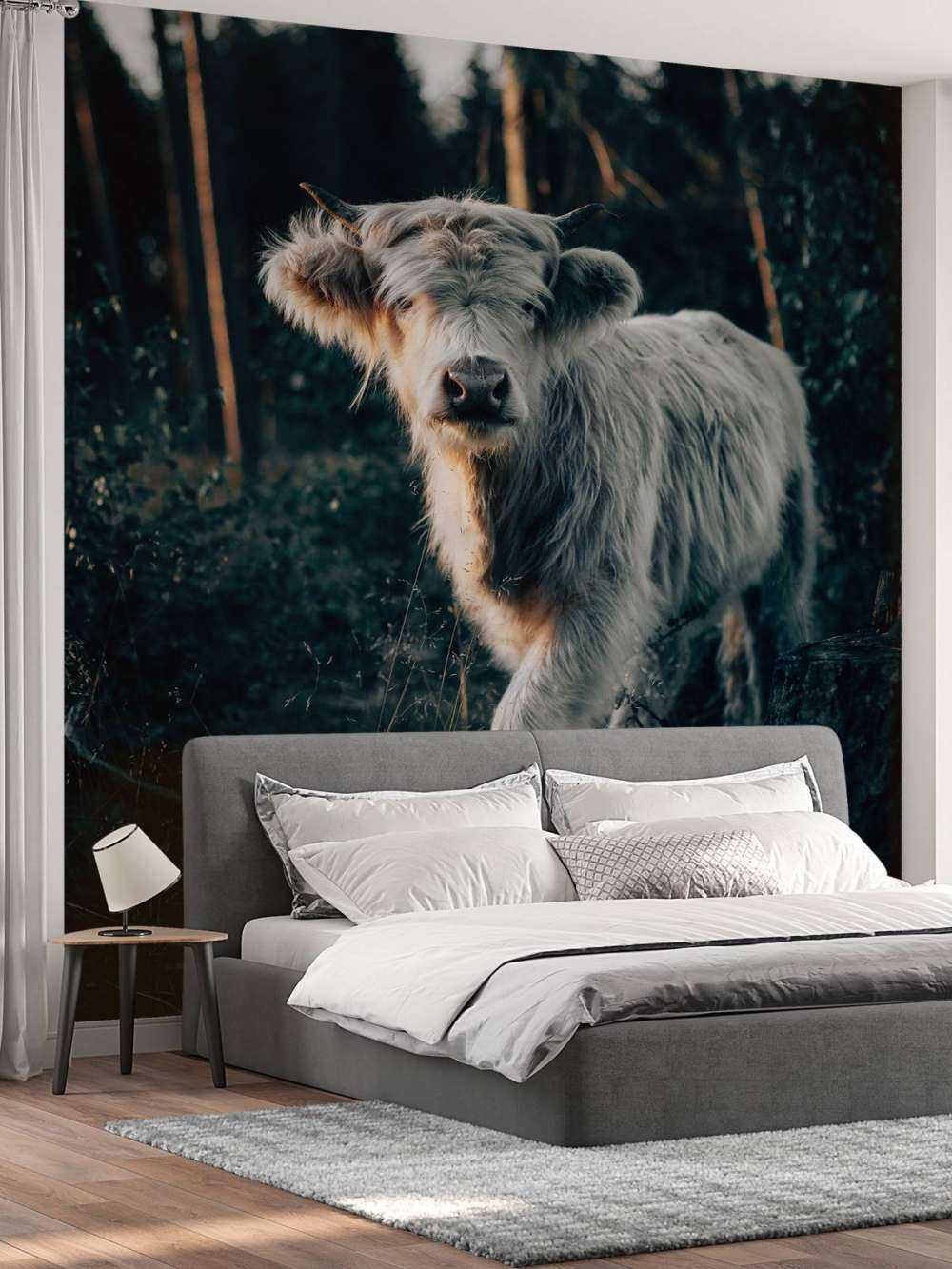 Scottish Highlander calf