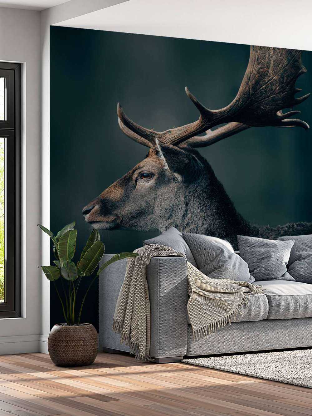 Fallow deer close-up