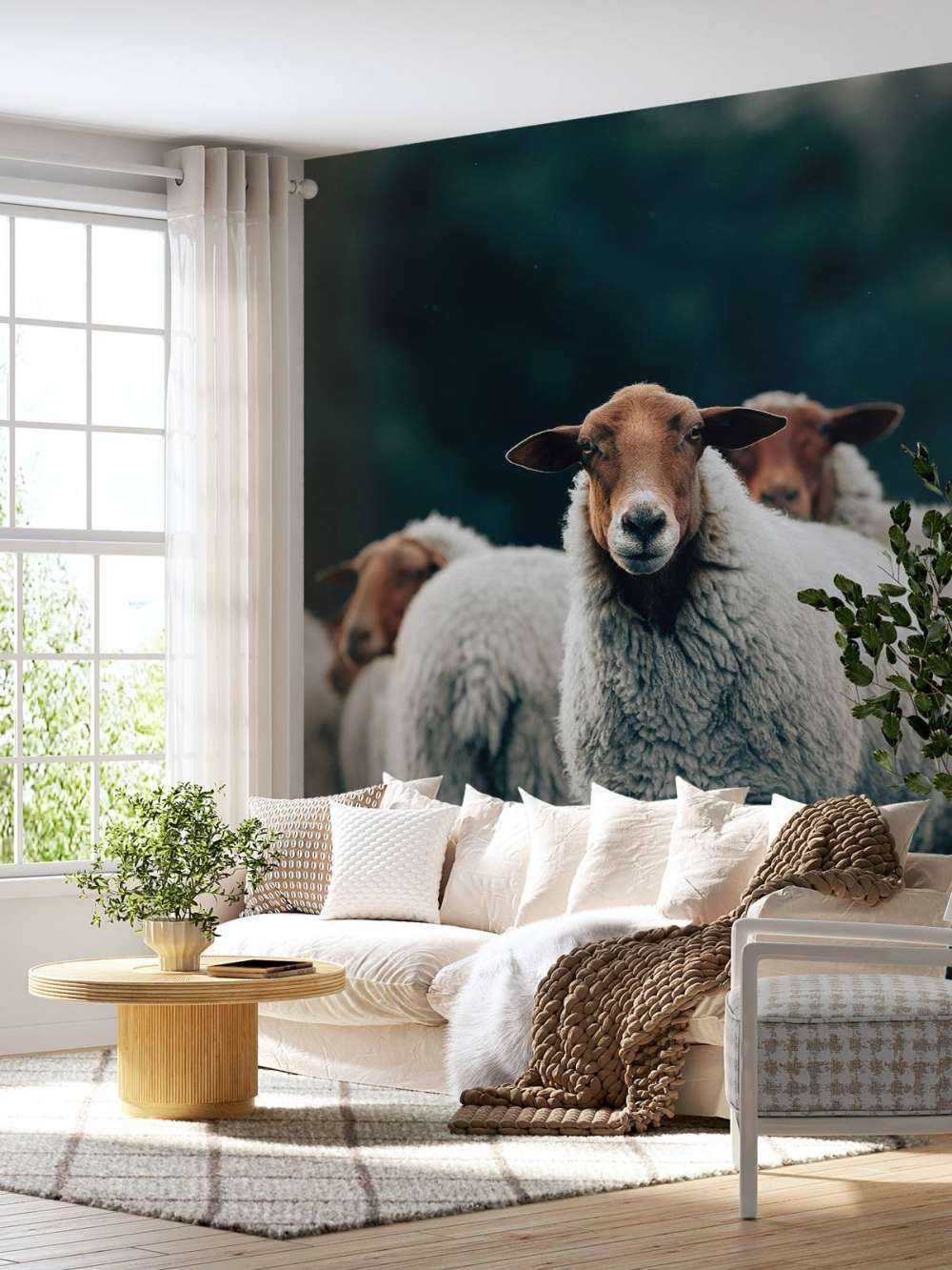 Sheep in the evening