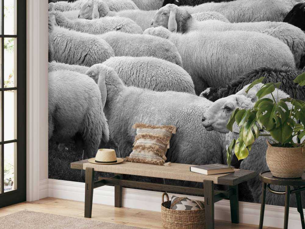 Black and white sheep