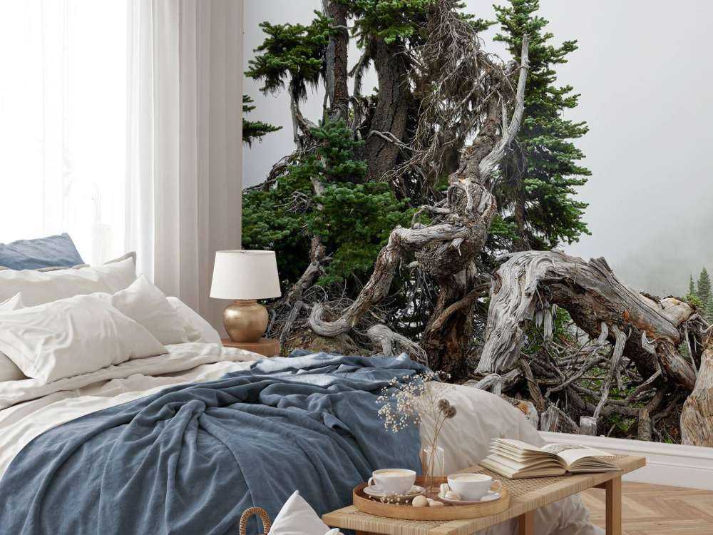 Trees and old trees 