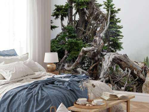Trees and old trees 