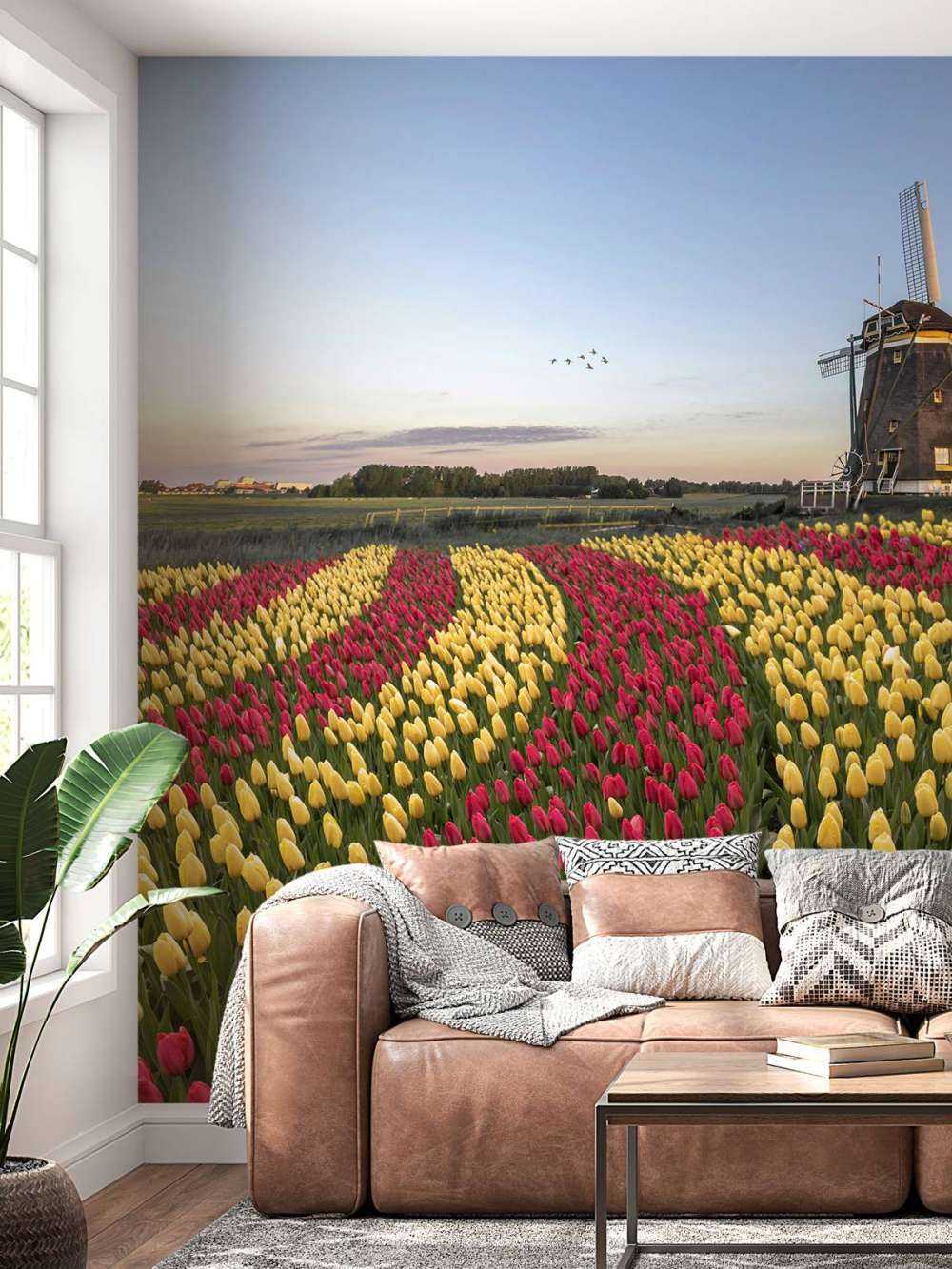 Dutch tulip field