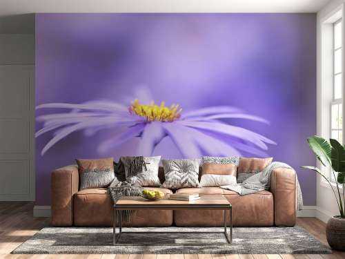 Purple Daisies