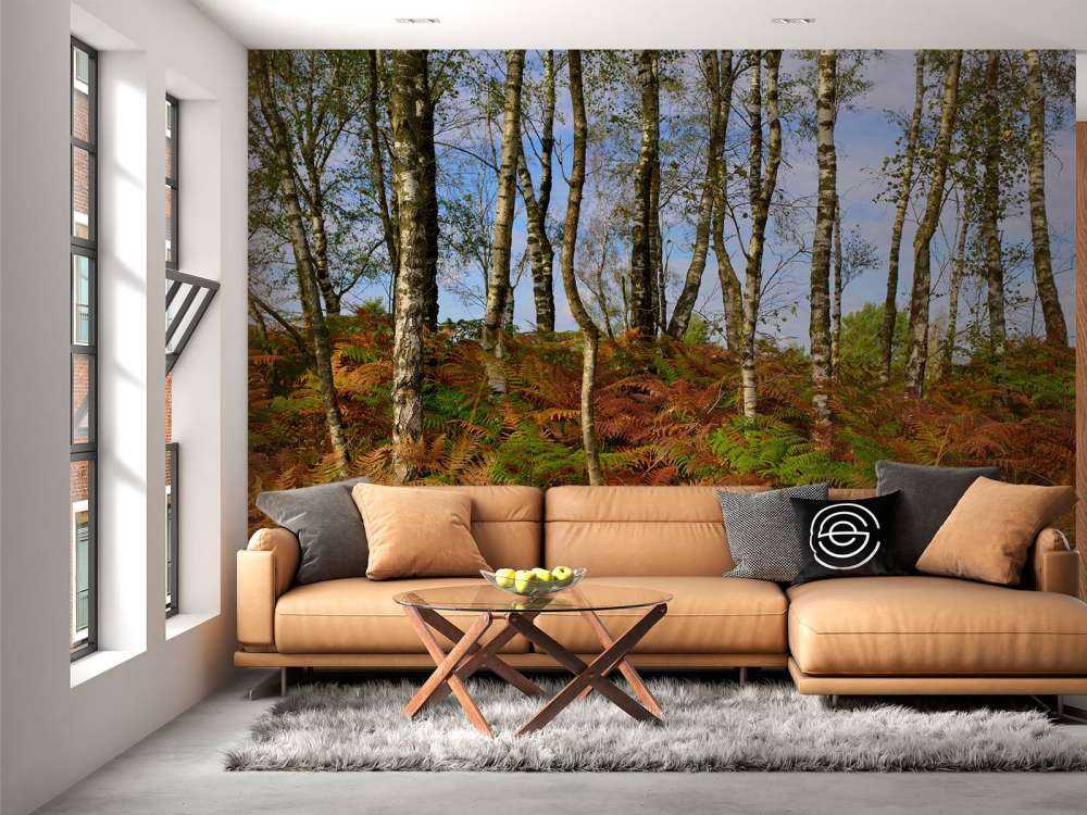 Birches with coloured ferns