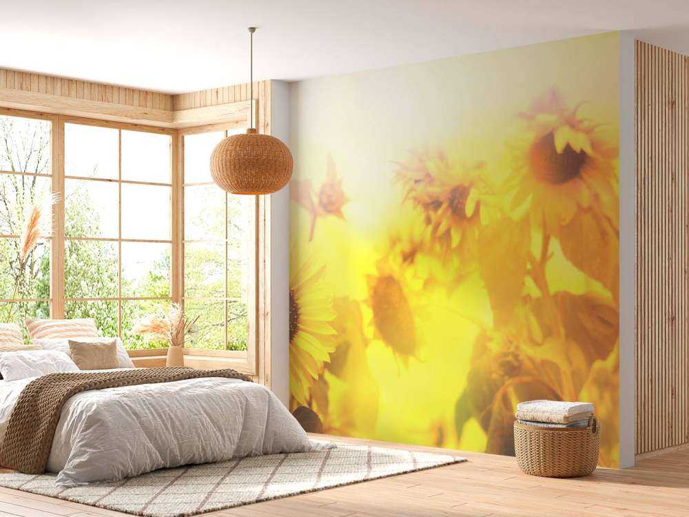 Sunflower panorama