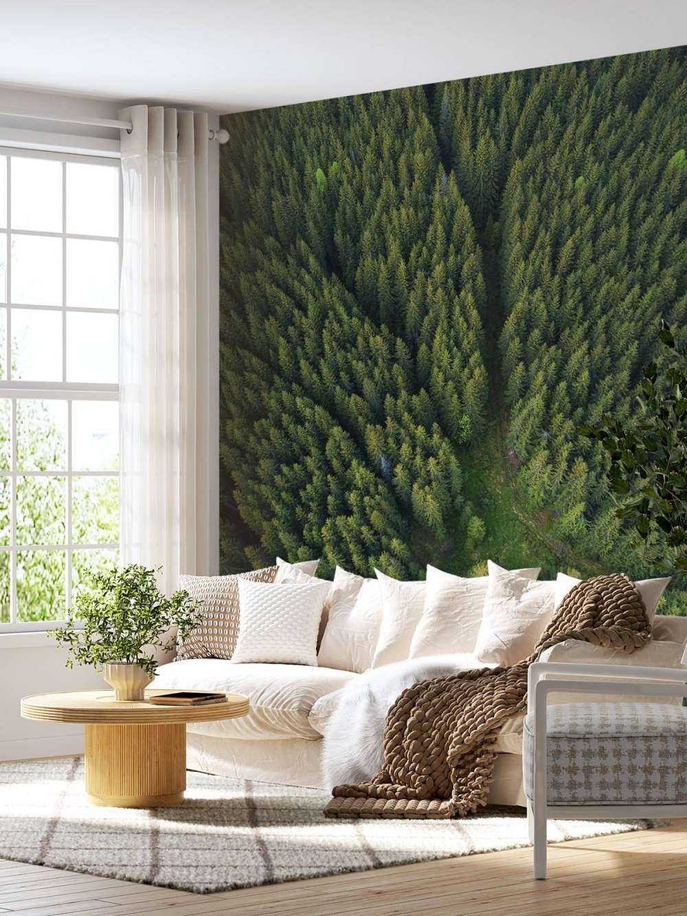 Pine forest from above