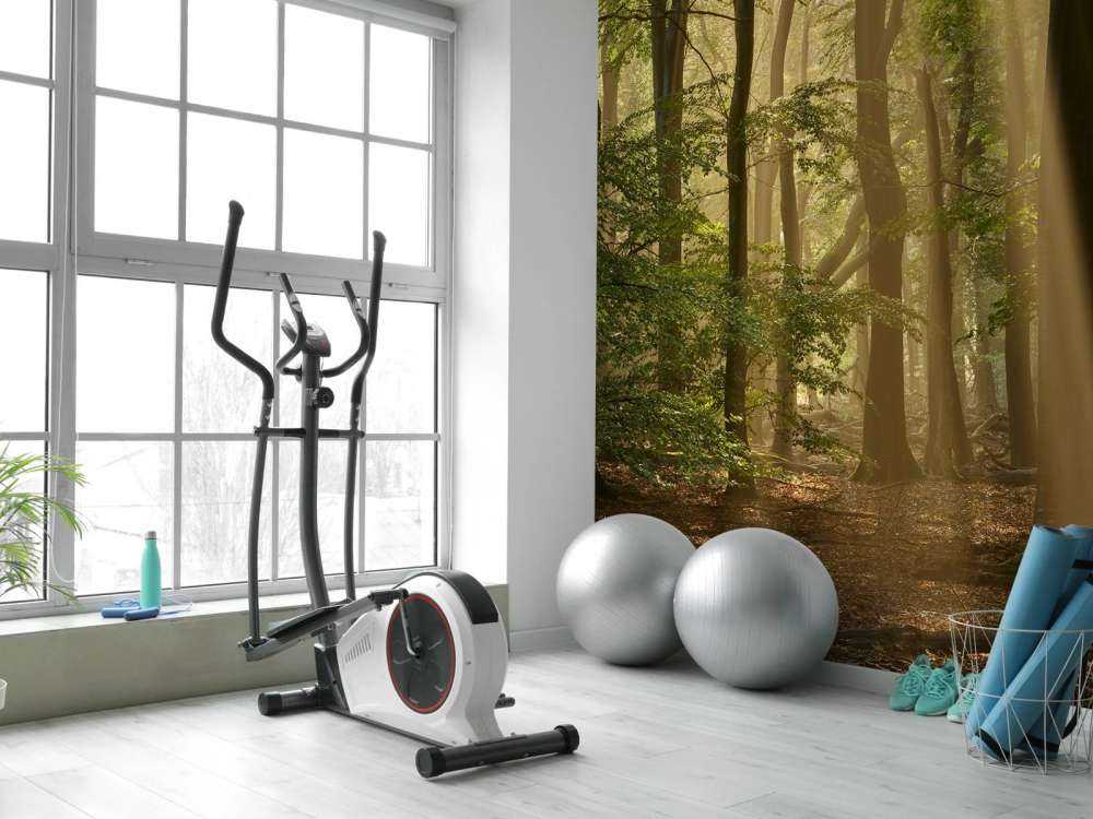 Old forest with sunharps