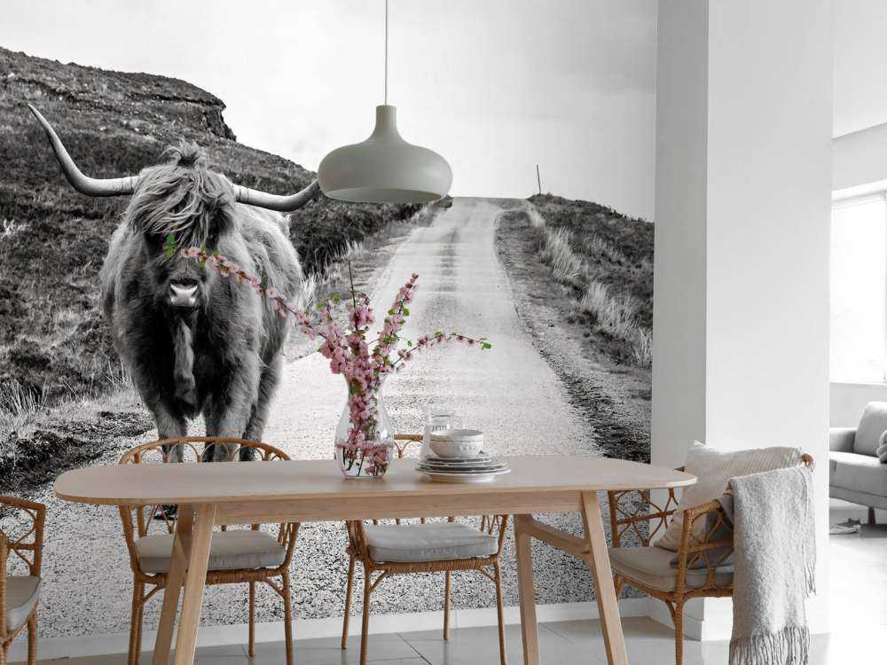 Scottish Highlander on a road