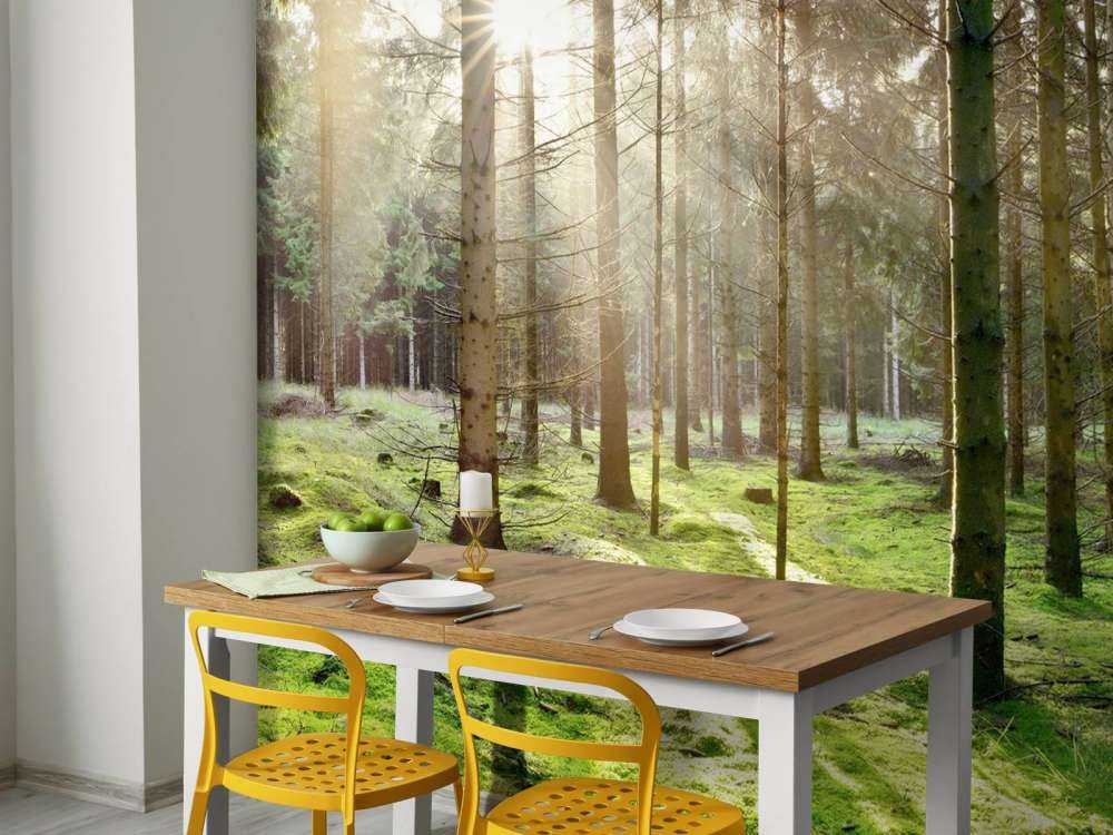 Coniferous forest with moss