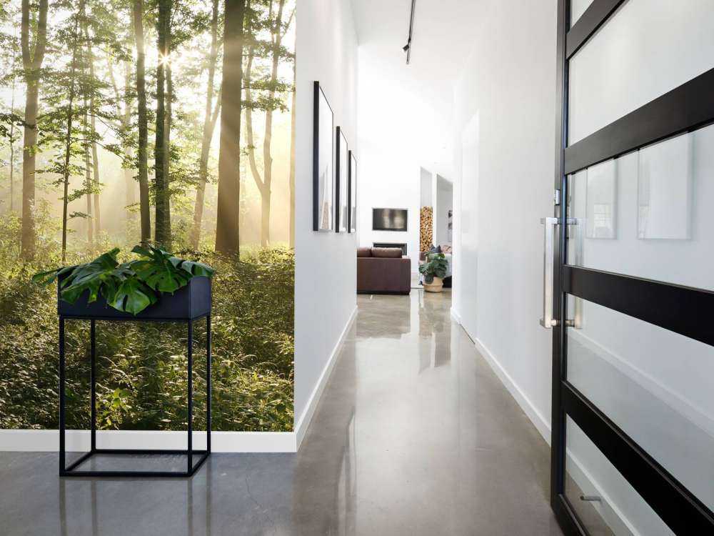 Foggy deciduous forest