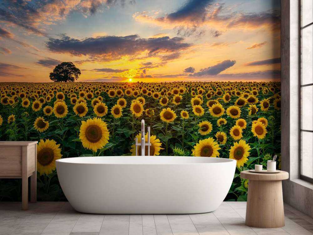 Field full of sunflowers