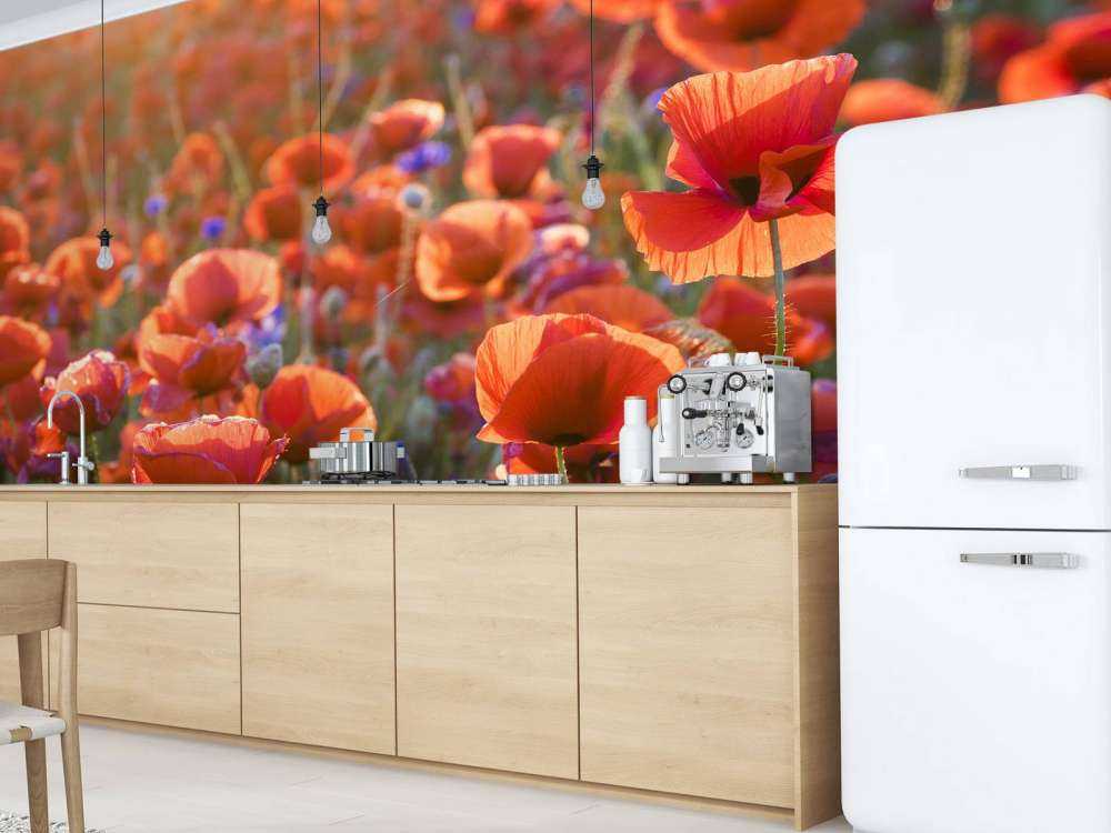 Poppies in the evening light