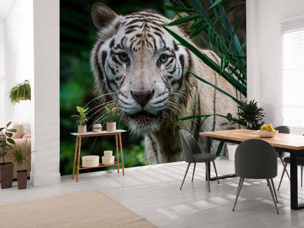 White tiger