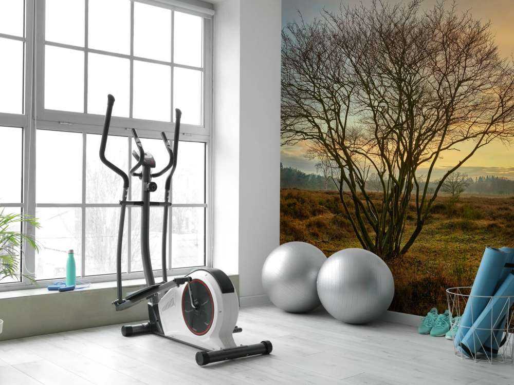 Sunrise on the heath