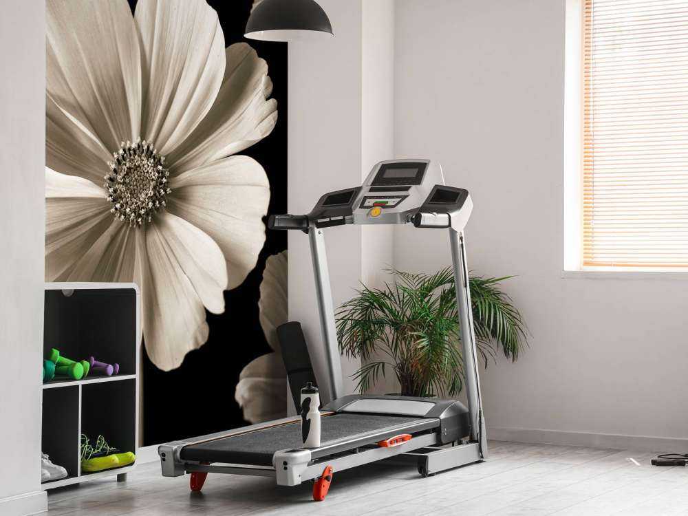 Multiple Cosmos flower