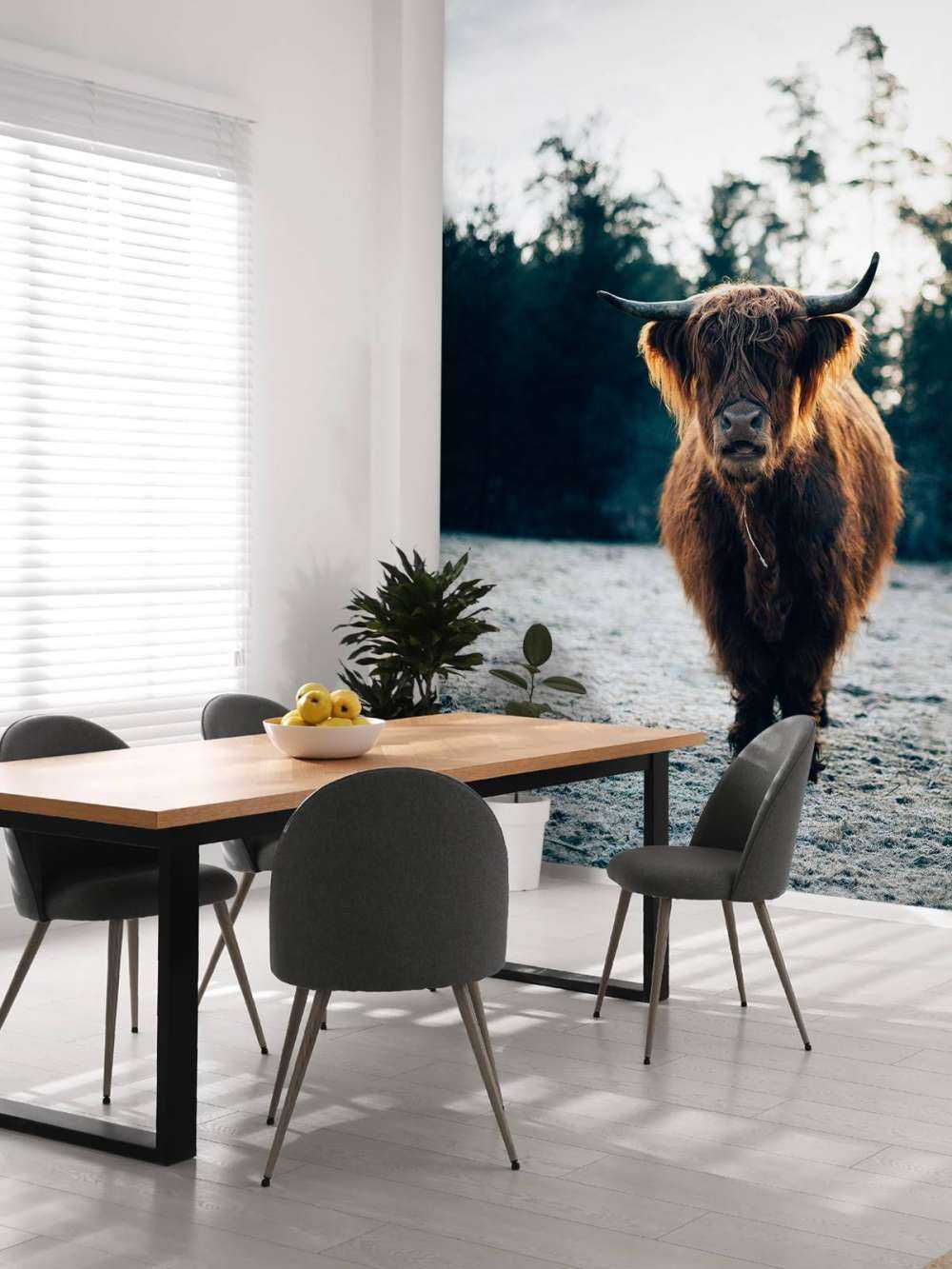 Scottish Highlander in the morning sun