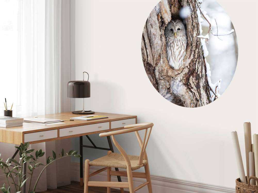 White owl in a hollow tree
