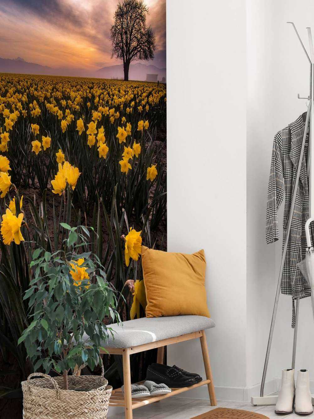 Field with daffodils