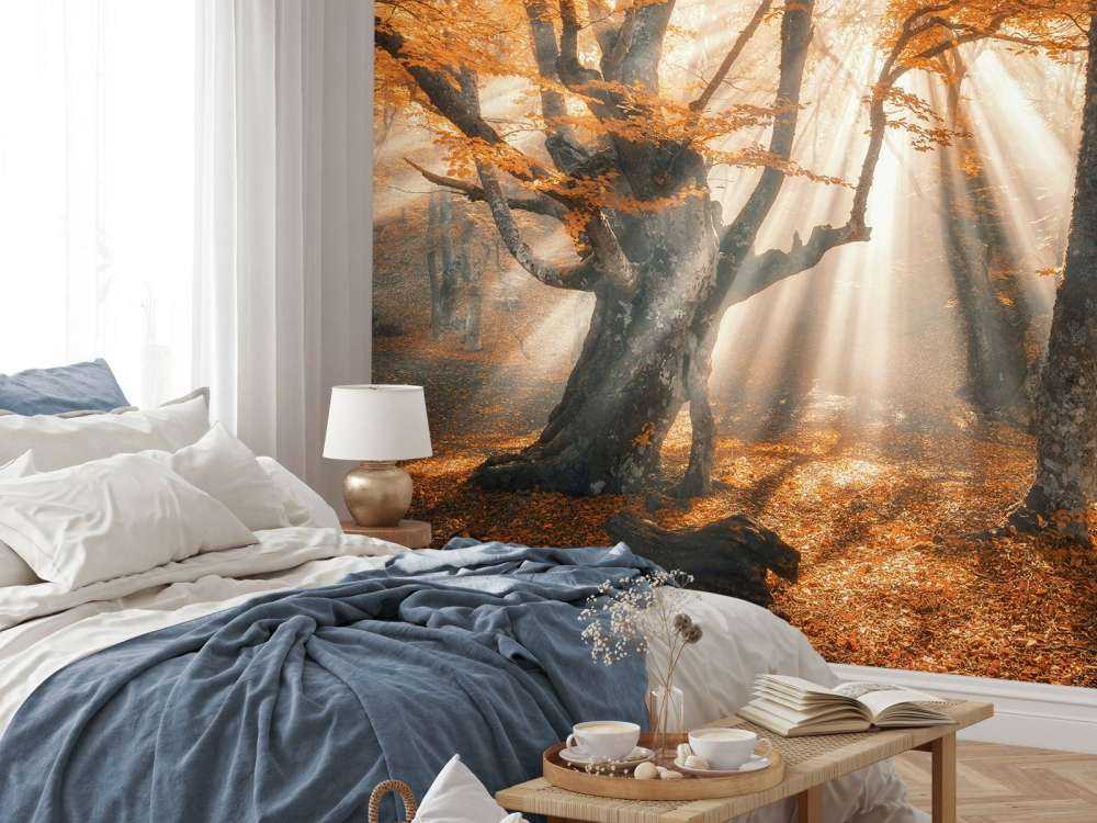 Magical Autumn Forest