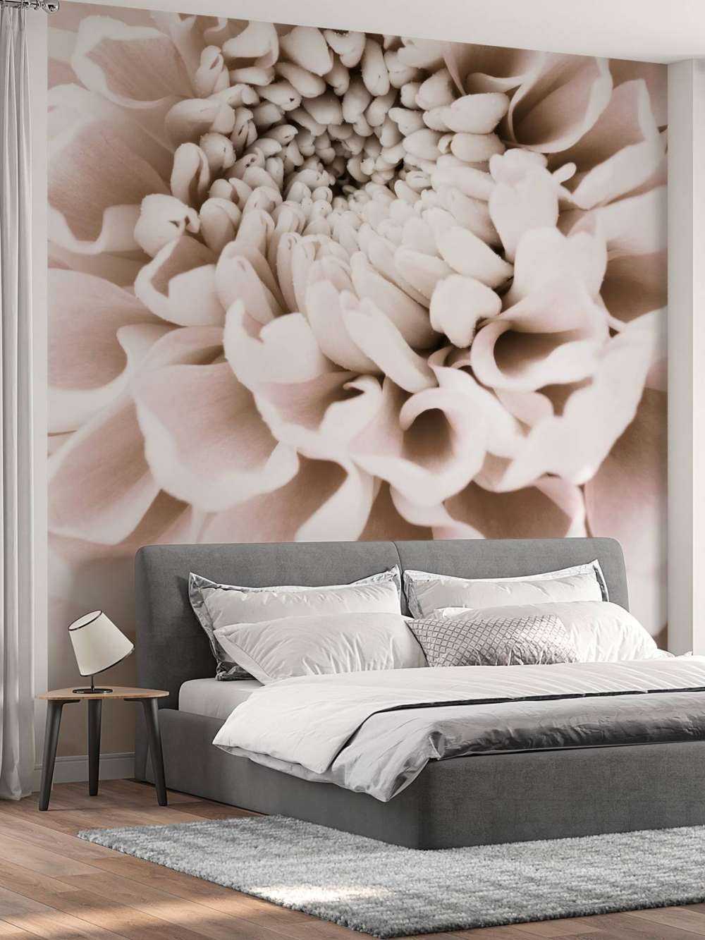 Chrysanthemum No 01