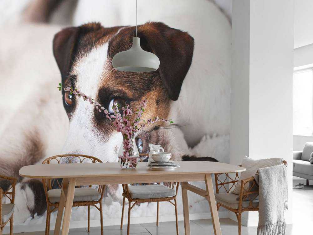 Dog and cat
